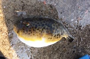 ポカポカ陽気の日曜日、息子と一緒に魚釣り！
