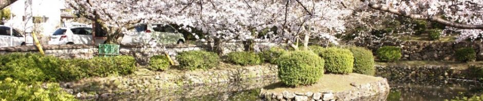 大村・諫早の桜満開！桜穴場スポット情報